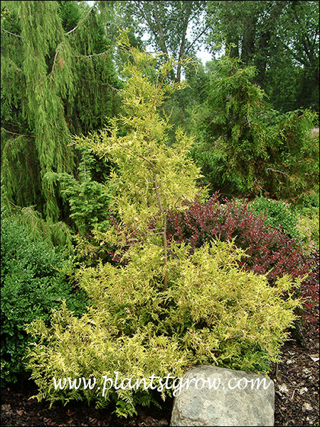 Vintage Gold False Cypress (Chamaecyparis pisifera) growing with Boxwood (lower left), Crimson Pygmy Barberry (right) and a tall weeping Chamaecyparis in the background.